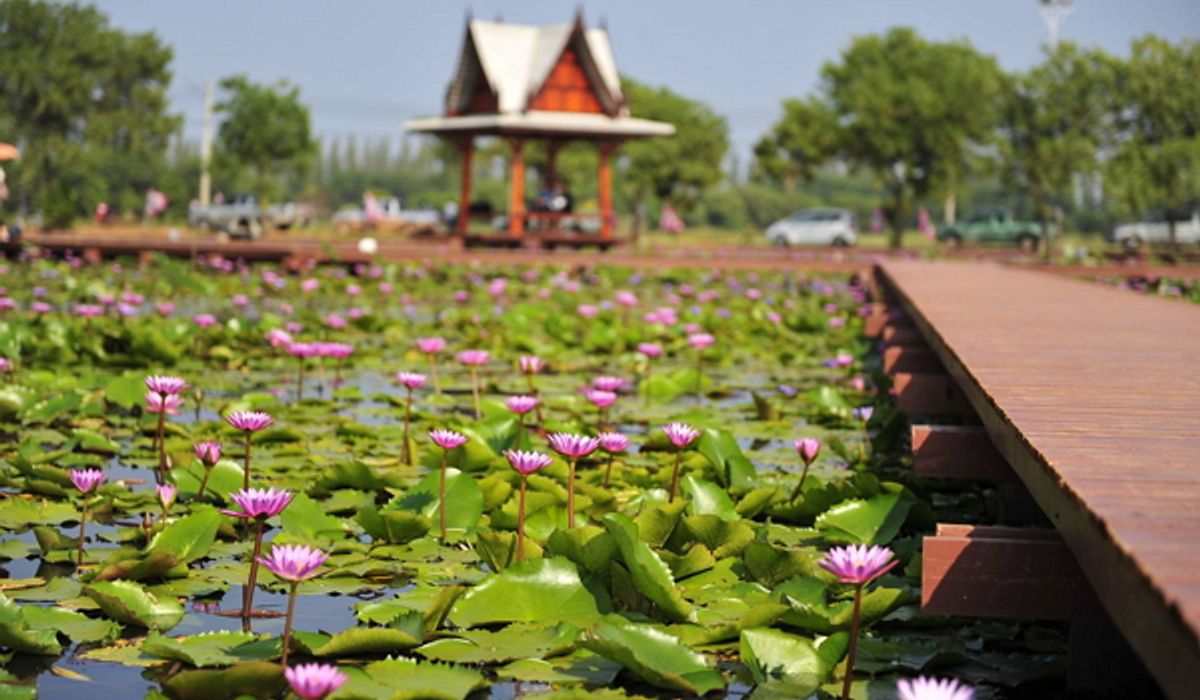 ที่เที่ยวสกลนคร อุทยานบัวเฉลิมพระเกียรติ