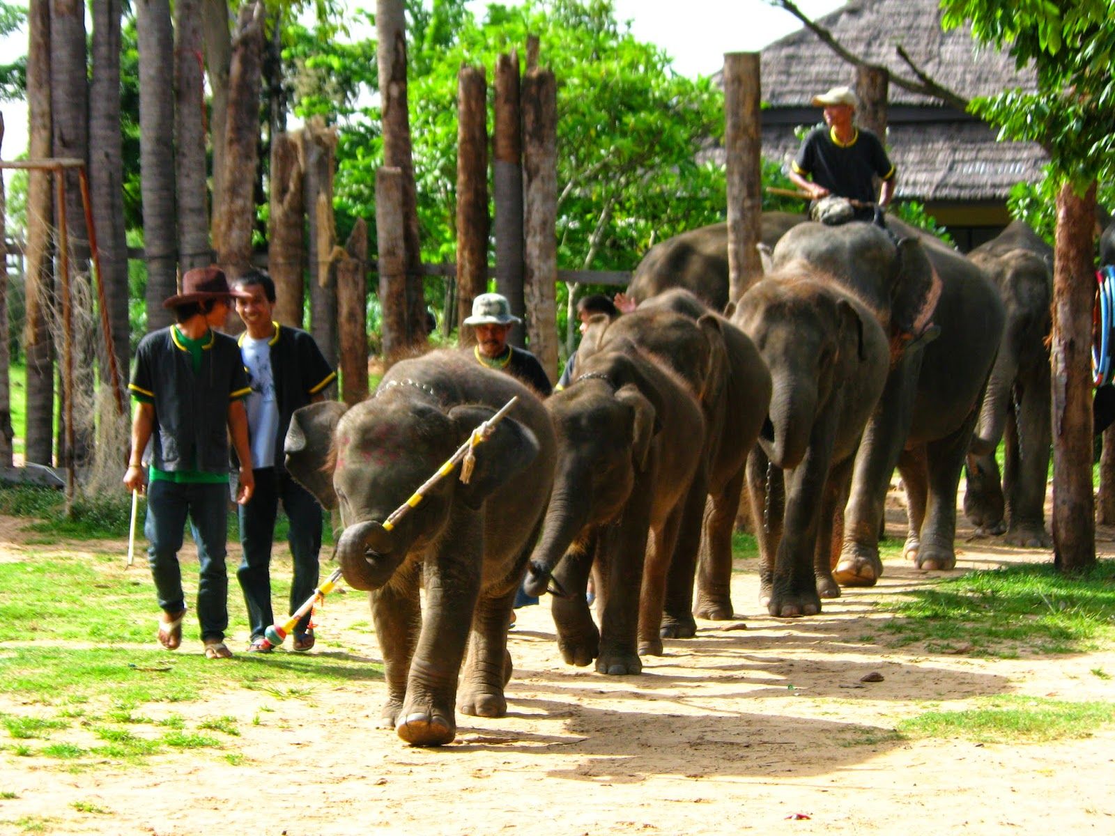 ที่เที่ยวสุรินทร์ หมู่บ้านช้างบ้านตากลาง