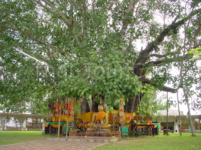 ที่เที่ยวปราจีนบุรี วัดต้นโพธิ์ศรีมหาโพธิ